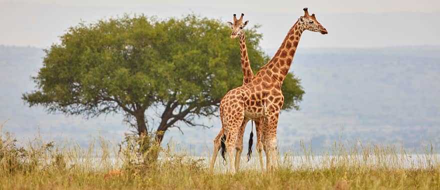 Murchison Falls National Park in Uganda