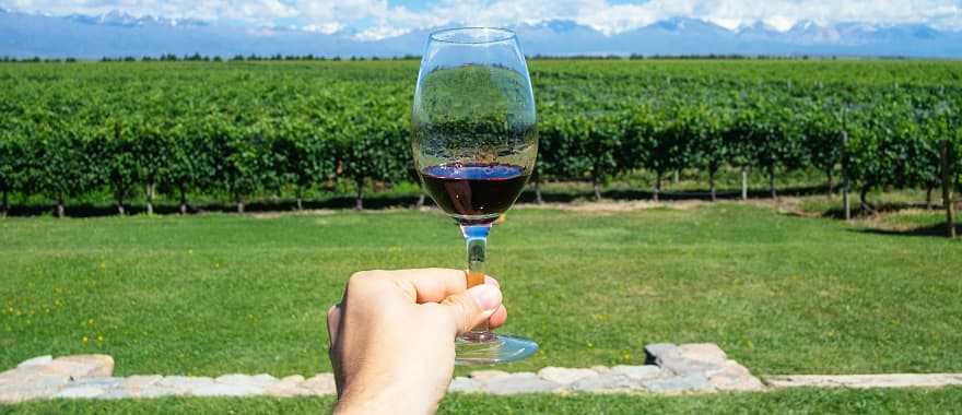 Vineyards in Argentina