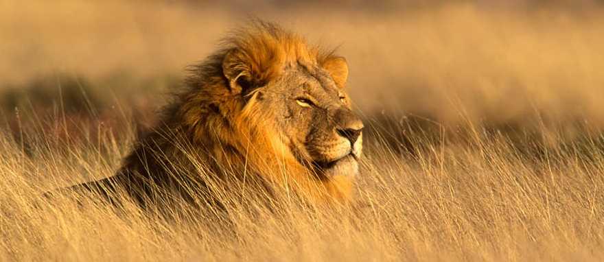 A magestic lion gazes across the land in the savanna A magestic lion gazes across the land in the savanna