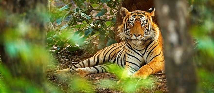 Tiger laying on the jungle floor in India