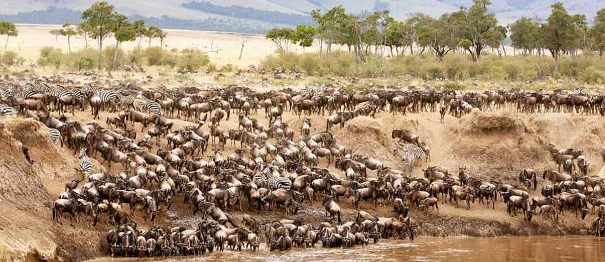 Great migration river crossing in Kenya