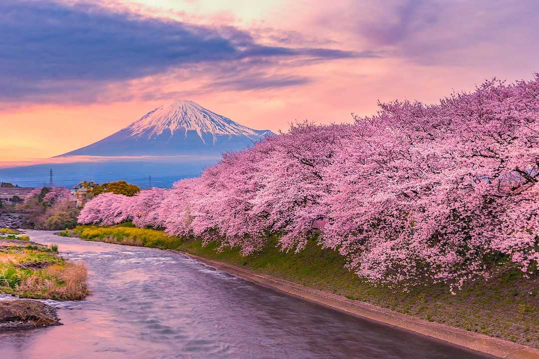 Cherry blossoms line the river with Mt Fuji in the distance