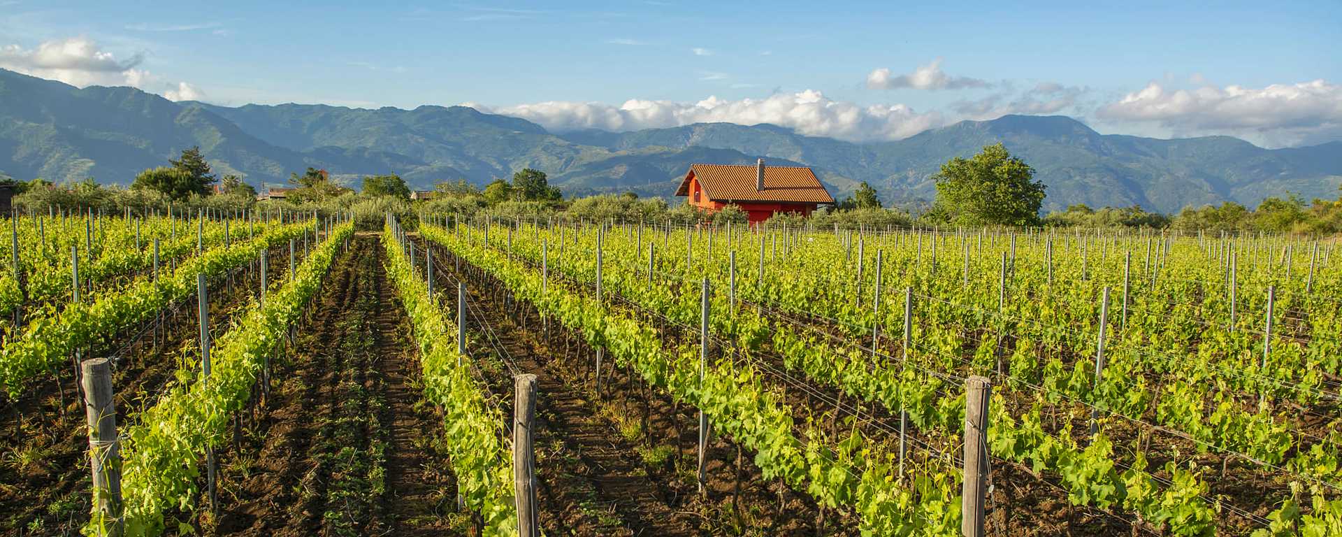 Vineyard in Sicily, Italy