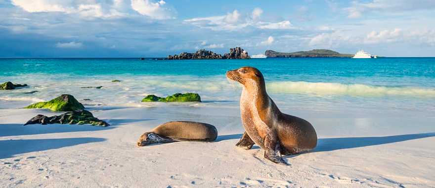 Sea lions on the beach in Espanola Island in the Galapagos