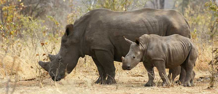 Female rhino and calf in Zambia Female rhino and calf in Zambia