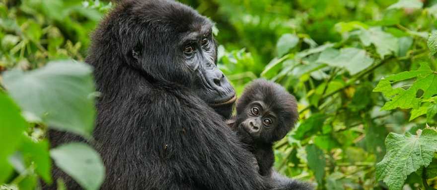 Female mountain gorilla with her baby in Bwindi Impenetrable Rainforest National Park, Uganda Female mountain gorilla with her baby in Bwindi Impenetrable Rainforest National Park, Uganda