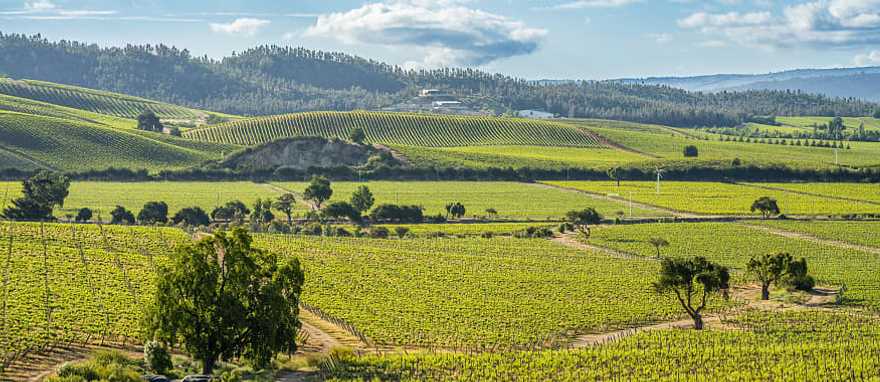 Vineyards in the Casablanca Valley, Chile Vineyards in the Casablanca Valley, Chile