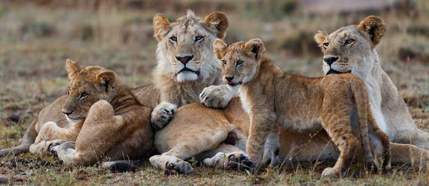 African lion family lying down together in Maasai Mara National Reserve, Kenya, Africa African lion family lying down together in Maasai Mara National Reserve, Kenya, Africa