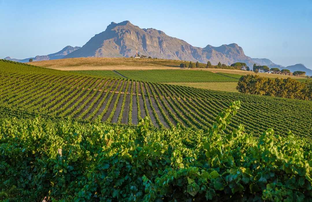 Stellenbosch, South Africa Vineyards in Stellenbosch, South Africa