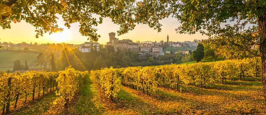 Beautiful vineyard in Emilia Romagna, Italy