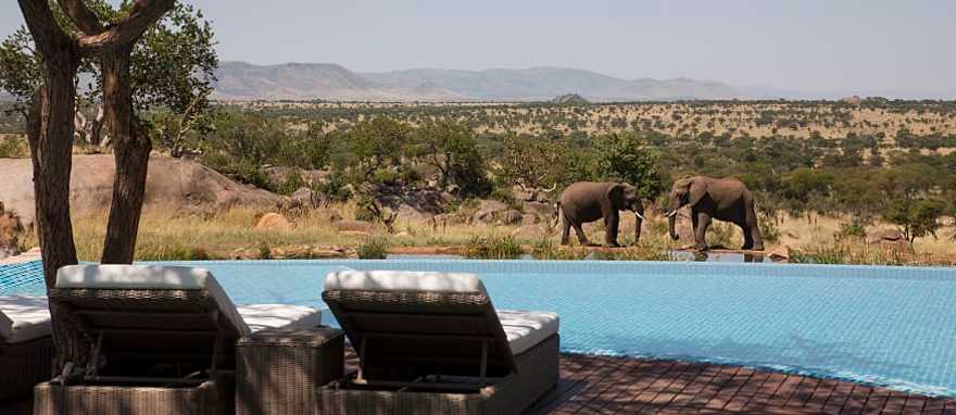 Photo Courtesy of Four Seasons Serengeti / Richard Waite View of elephants from the pool at the Four Seasons Serengeti