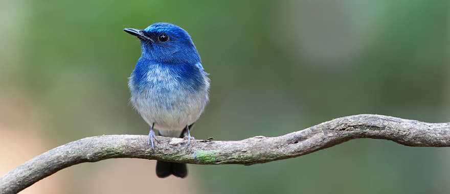 Burma bird, Myanmar