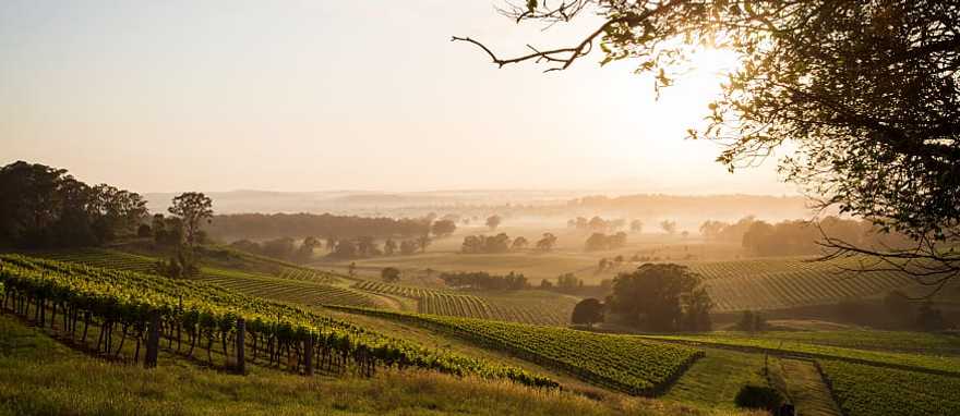 Vineyards in Hunter Valley, Australia