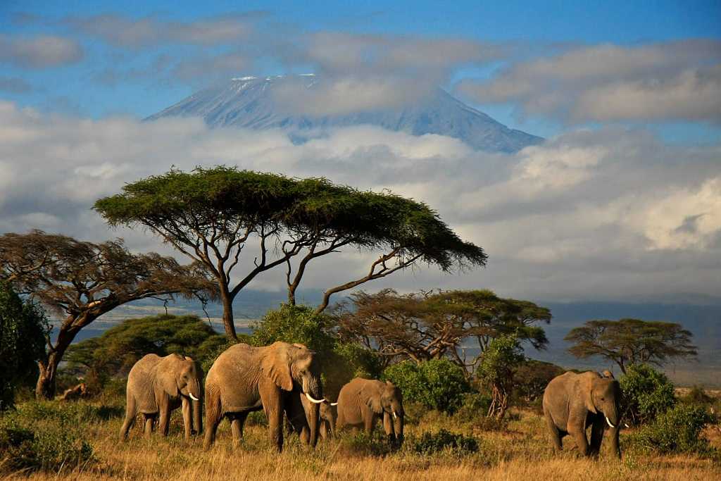 Elephants in Amboseli National Park, Kenya