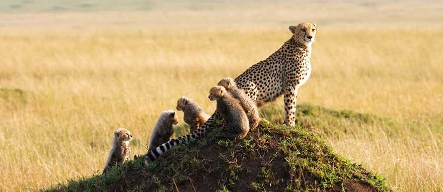 Mother Cheetah with cubs in the Masai Mara Game Reserve, Kenya