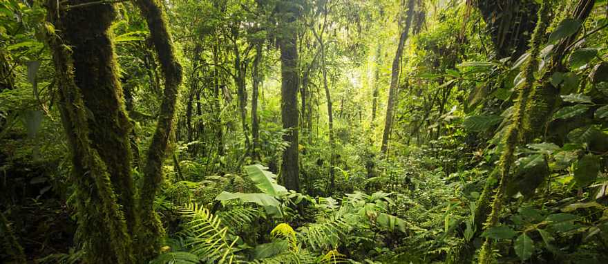 Monte Verde, Costa Rica Dense vegetation in Monte Verde Cloud Forest in Costa Rica