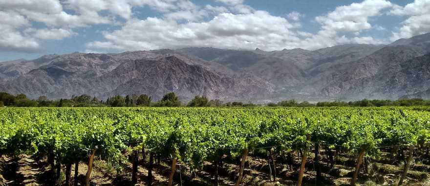 Vineyards in Mendoza, Argentina