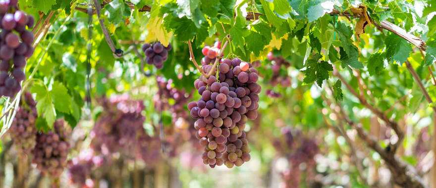 The grapes are ripe and ready to harvest. Variety quot uva Italia quot. September, near the city of Agrigento.