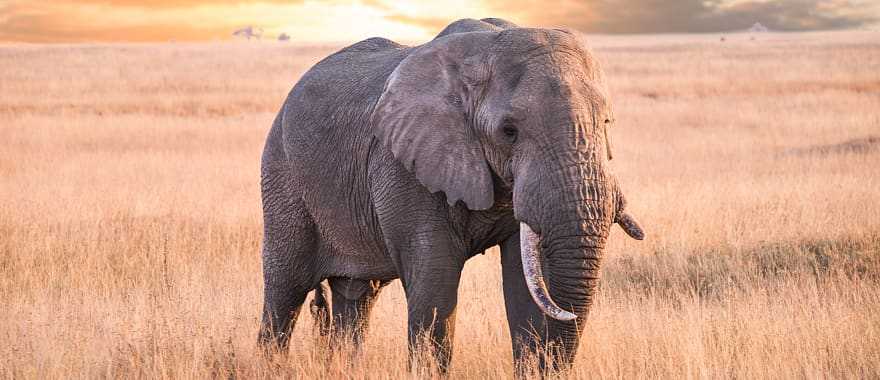 Elephant in Serengeti National Park, Tanzania