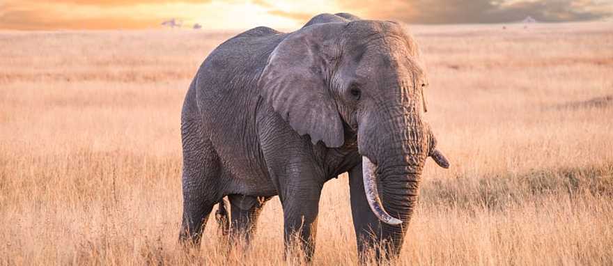 Serengeti National Park, Tanzania Elephant in Serengeti National Park, Tanzania