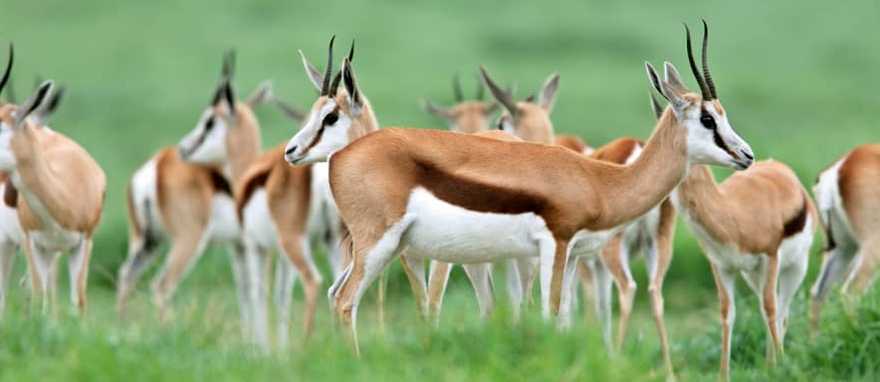 Herd of springbok antelopes in South Africa Herd of springbok antelopes in South Africa