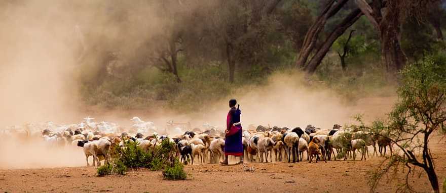 Masai shepherd tending to goats in Kenya Masai shepherd tending to goats in Kenya