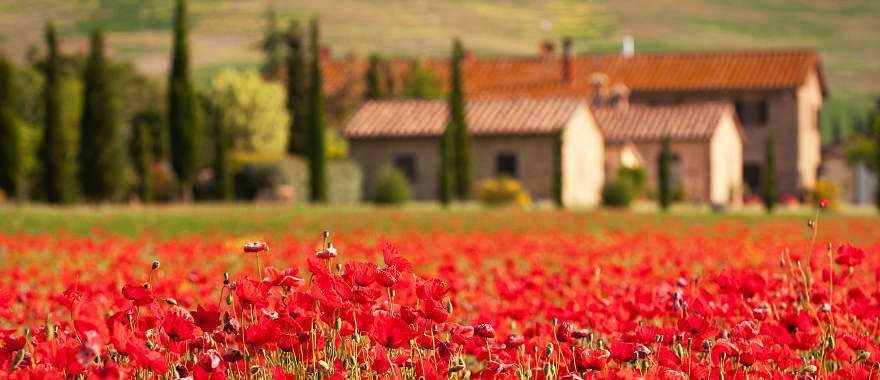 Flower fields, a village near Florence, Tuscany