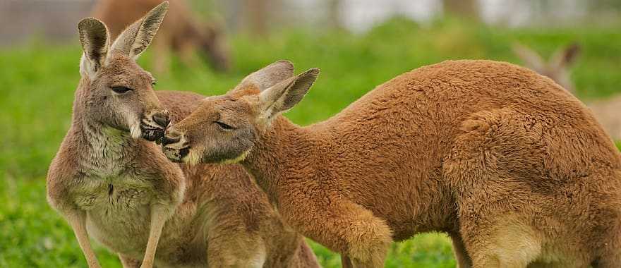 Kangaroo couple in the Australian outback