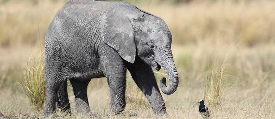 Elephant herd on the African savanna