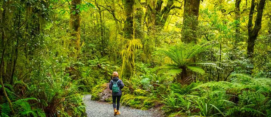 Fiordland National Park in Te Anau, New Zealand Woman walking on path through tall trees of Fiordland National Park in Te Anau, New Zealand