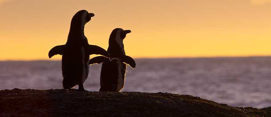 Penguin couple in Cape Town in South Africa