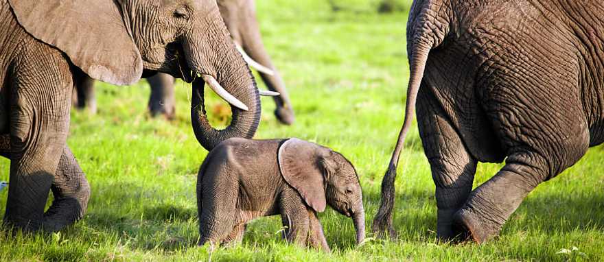 Elephants in Amboseli National Park, Kenya