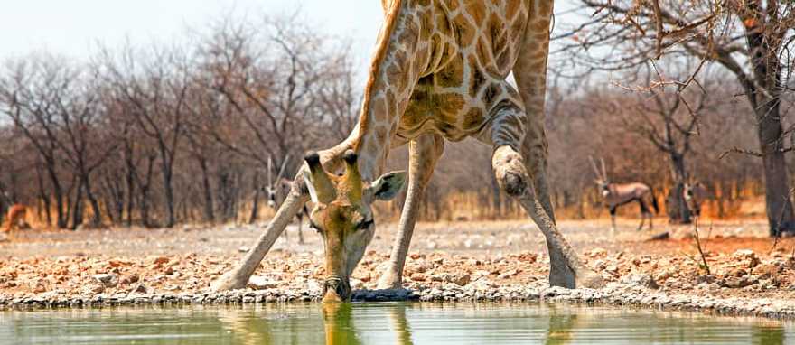 Etosha National Park, Namibia