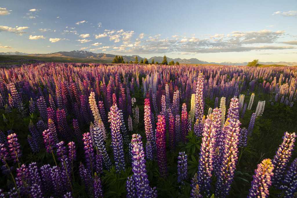 Lupins around Lake Tekapo, New Zealand