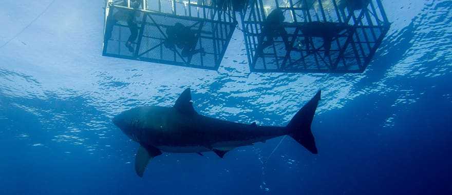 Diving with sharks in Australia.