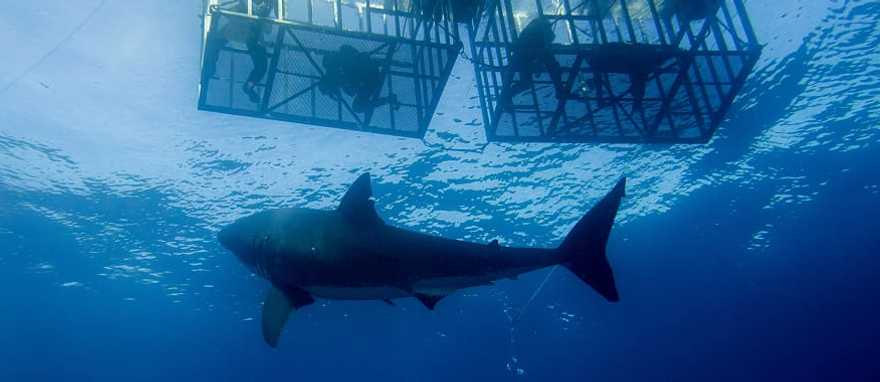 Diving with sharks in Australia.