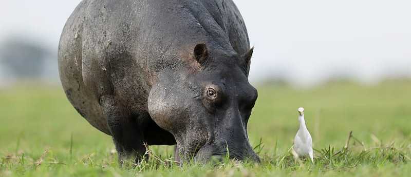 Hippopotamus and crane standing in the grass in Botswana