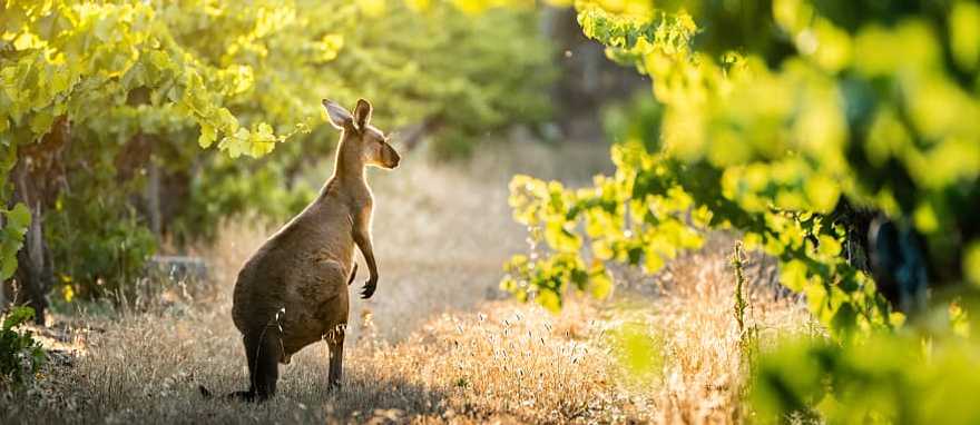 Southern Australia Kangaroo in a vineyard, Southern Australia