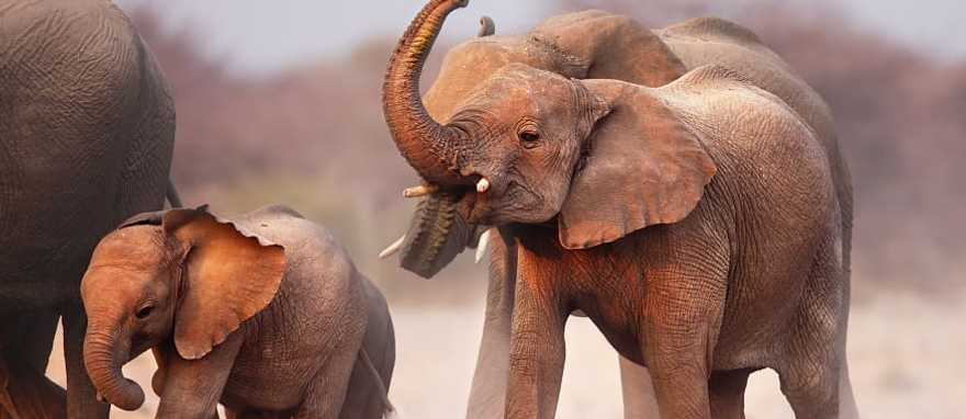 Elephant herd at Etosha National Park, Namibia Elephant herd at Etosha National Park, Namibia