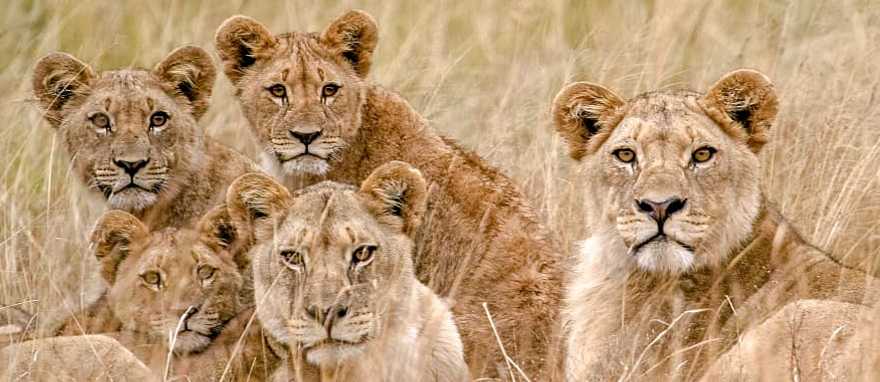 Lion pride in the African savanna