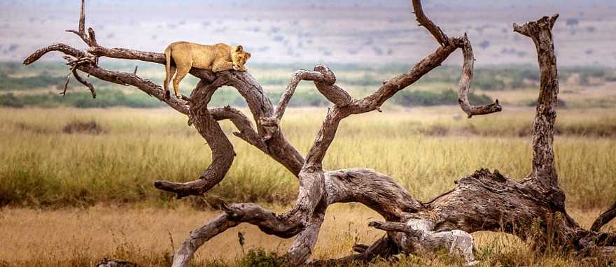 Lion sleeping in a tree in Lake Manyara National Park Lion sleeping in a tree in Lake Manyara National Park