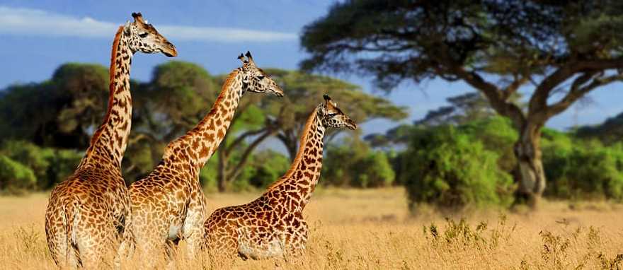 Three giraffes in Amboseli National Park, Kenya Three giraffes in Amboseli National Park, Kenya