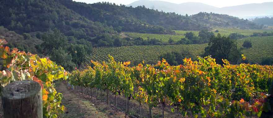 Casablanca vineyard and valley, Chile Casablanca vineyard and valley, Chile