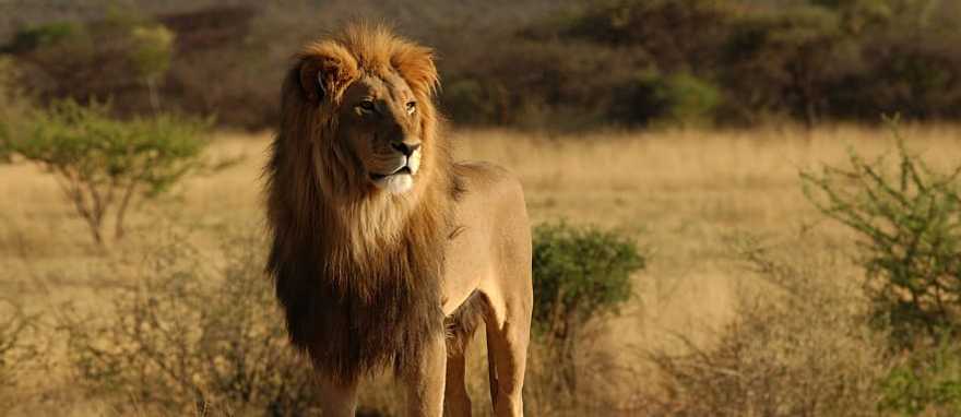 Lion on African savanna at sunset