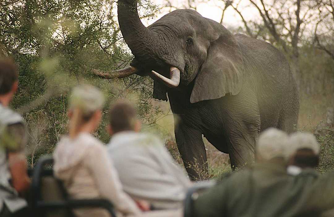 Encounter with an elephant during a safari in South Africa.