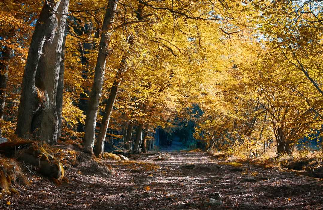 A quiet path in the Ardennes forest under yellow autumn leaves.