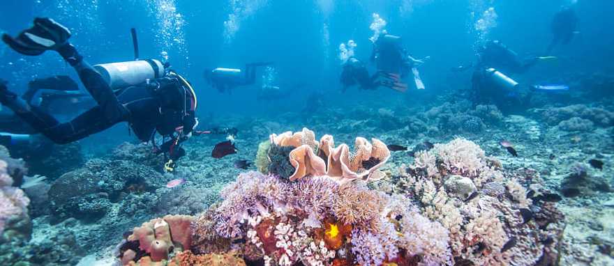 Scuba divers in Fiji 