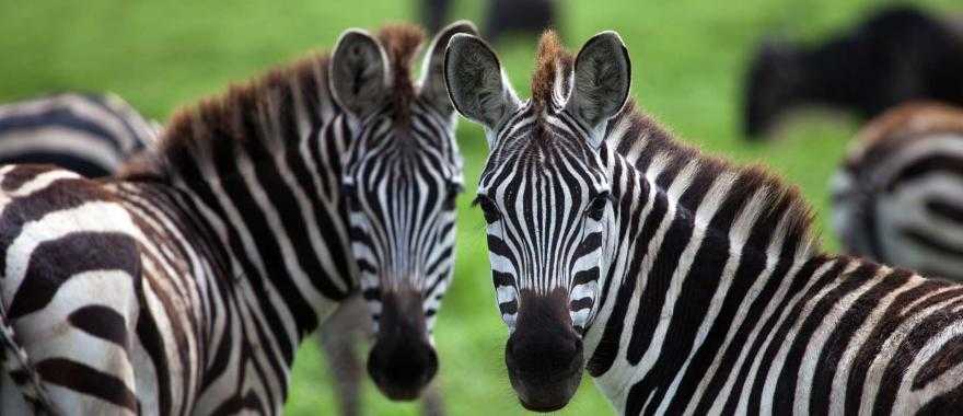 Zebras in Serengeti National Park in Tanzania