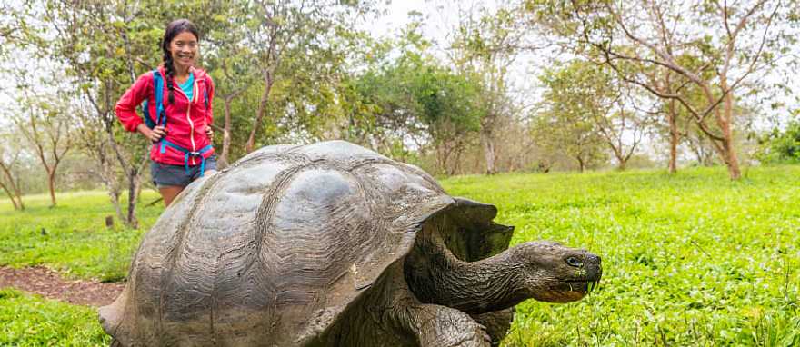 Santa Cruz Island, Galapagos Giant tortoise and woman tourist on Santa Cruz island in the Galapagos, Ecuador