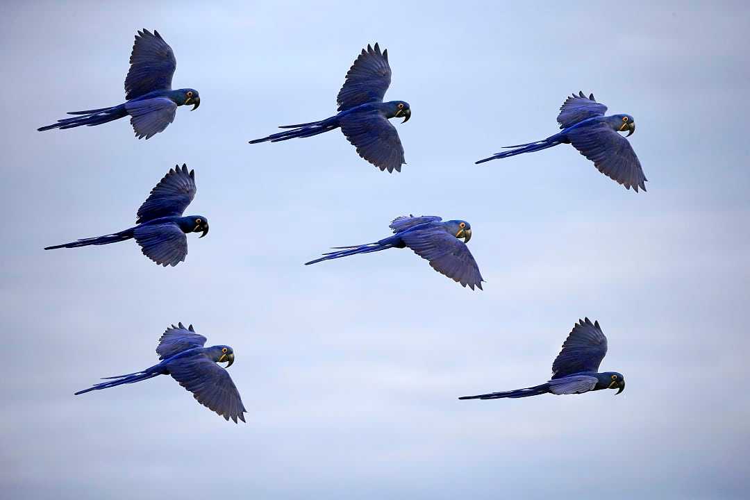 Hyacinth Macaw in the Pantanal, Brazil